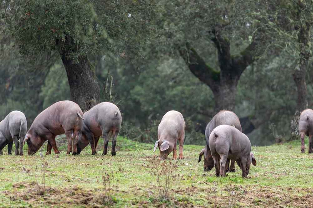 Tipos-cerdo-iberico